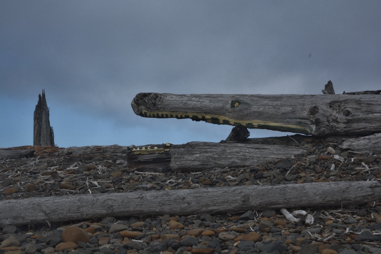 driftwood in shape of alligator head